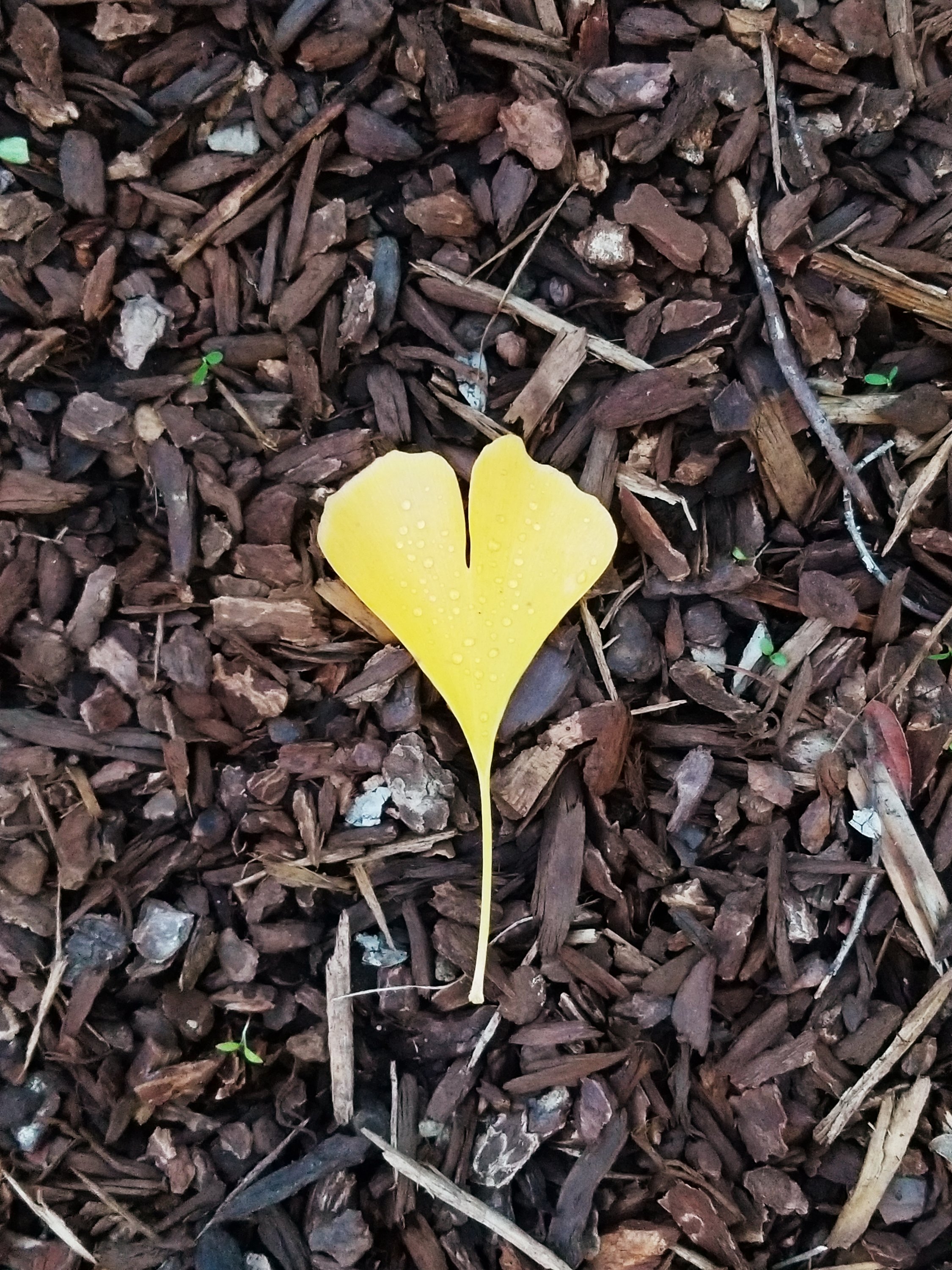 E.E. Cummings’ poem for the young at heart – sing like wildflowers