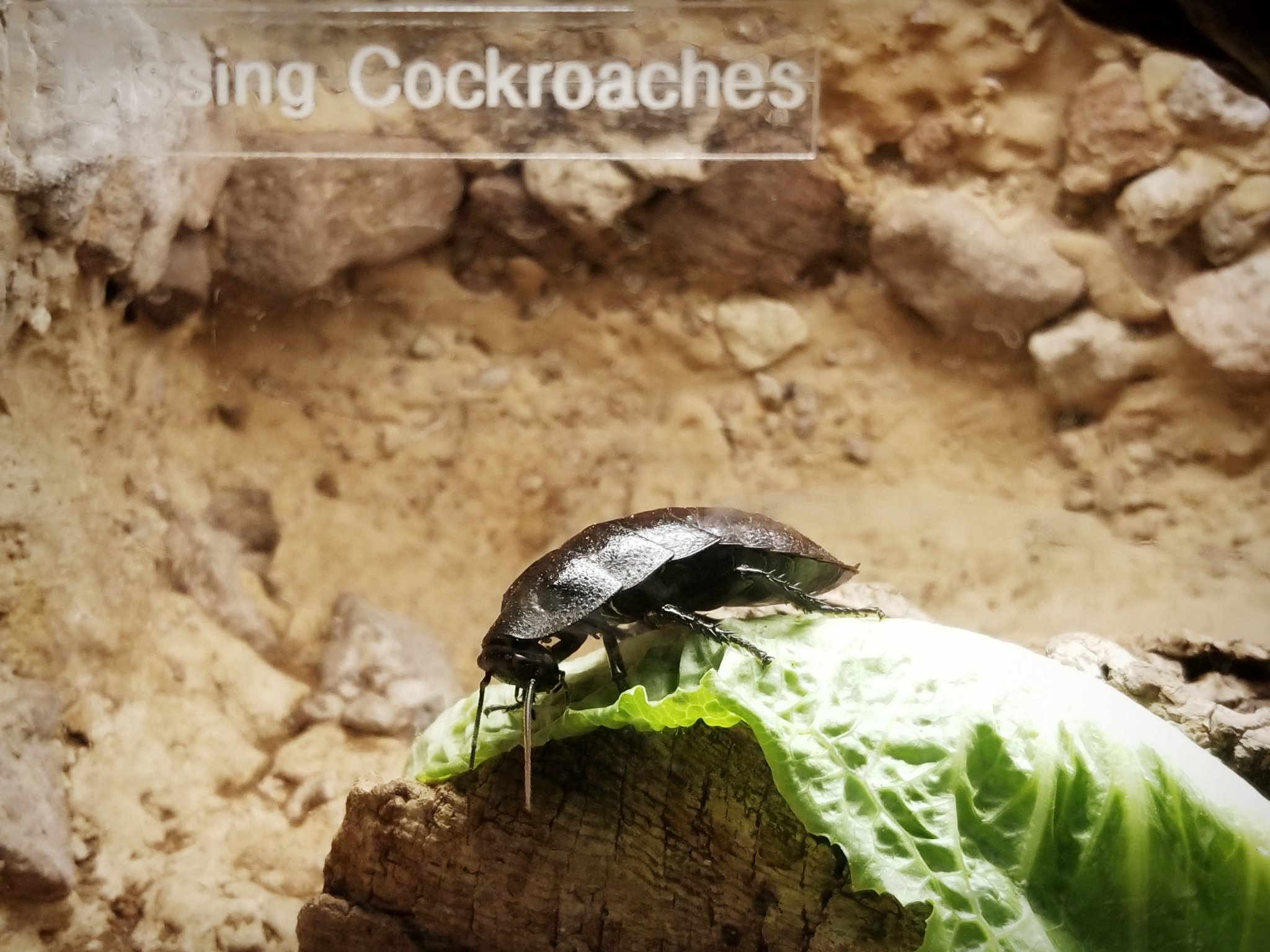 Silent Insect Silent Sunday: Warning, insect picture. – sing like wildflowers