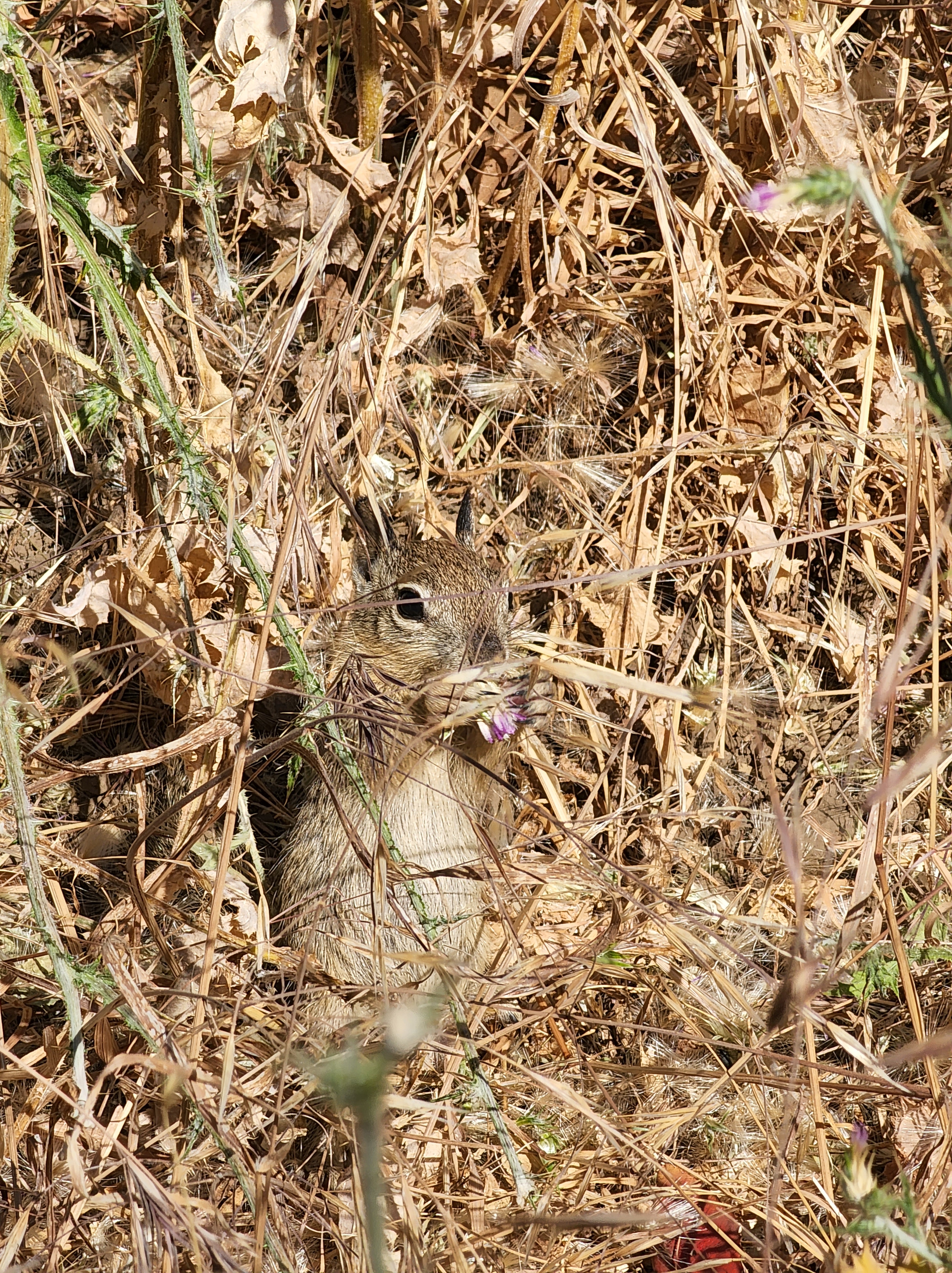 Go Find Nature Nature finds during park walk – sing like wildflowers