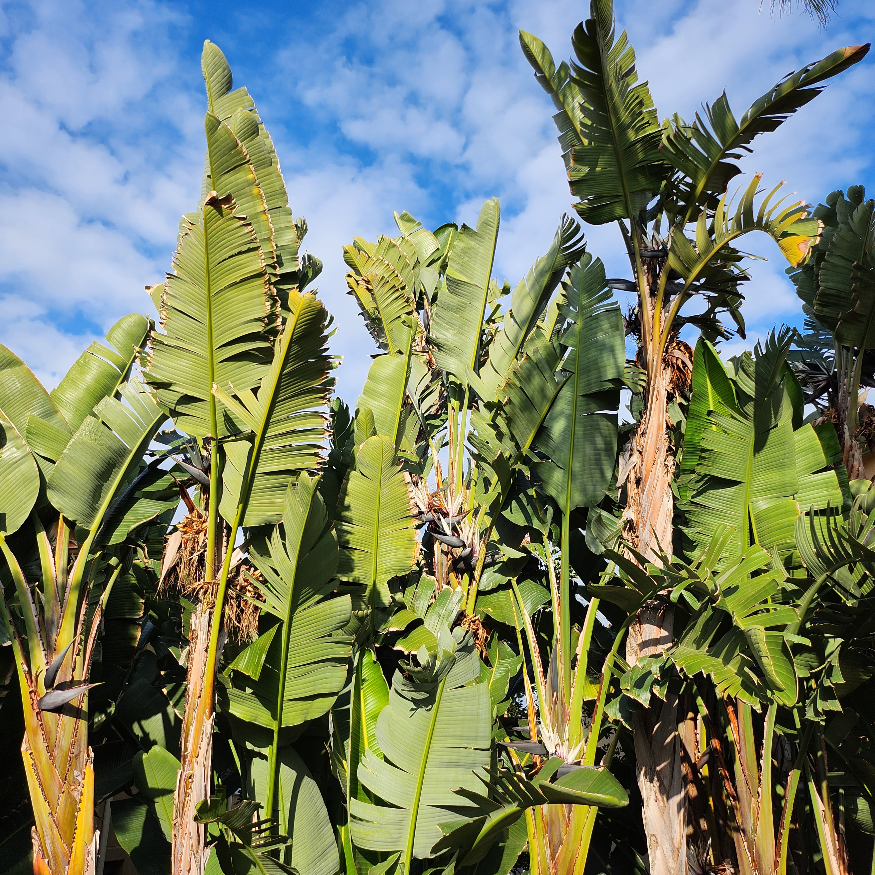 Fotd: Giant White Bird of Paradise. June 7, ’23