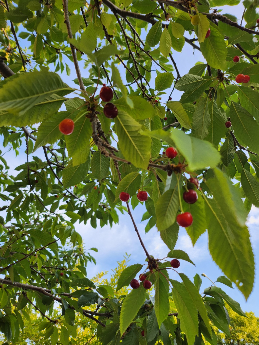 FOTD: 6-10-’23. Cherry tree