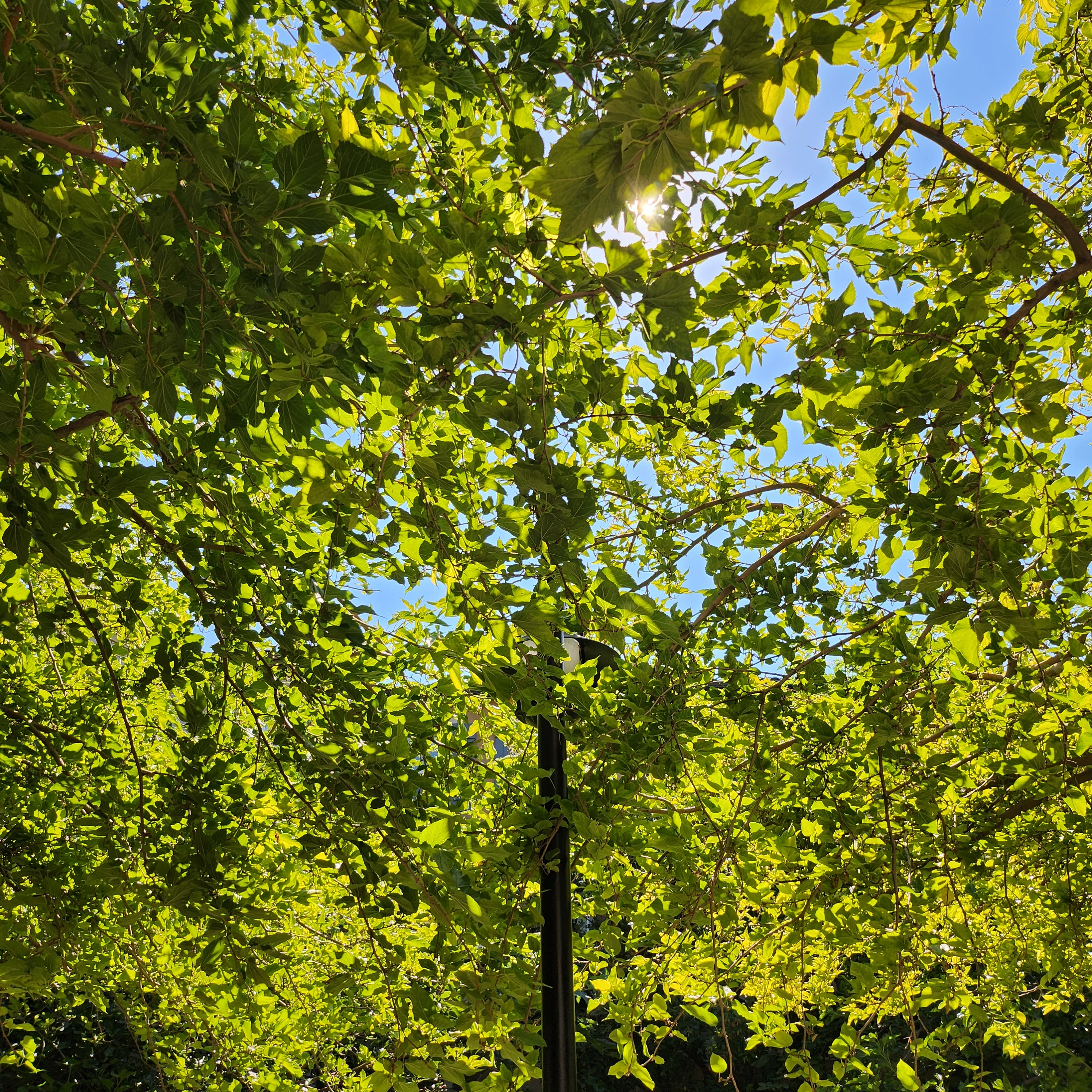 Silent Sunday: 8’27-’23. Afternoon sun through the leaves