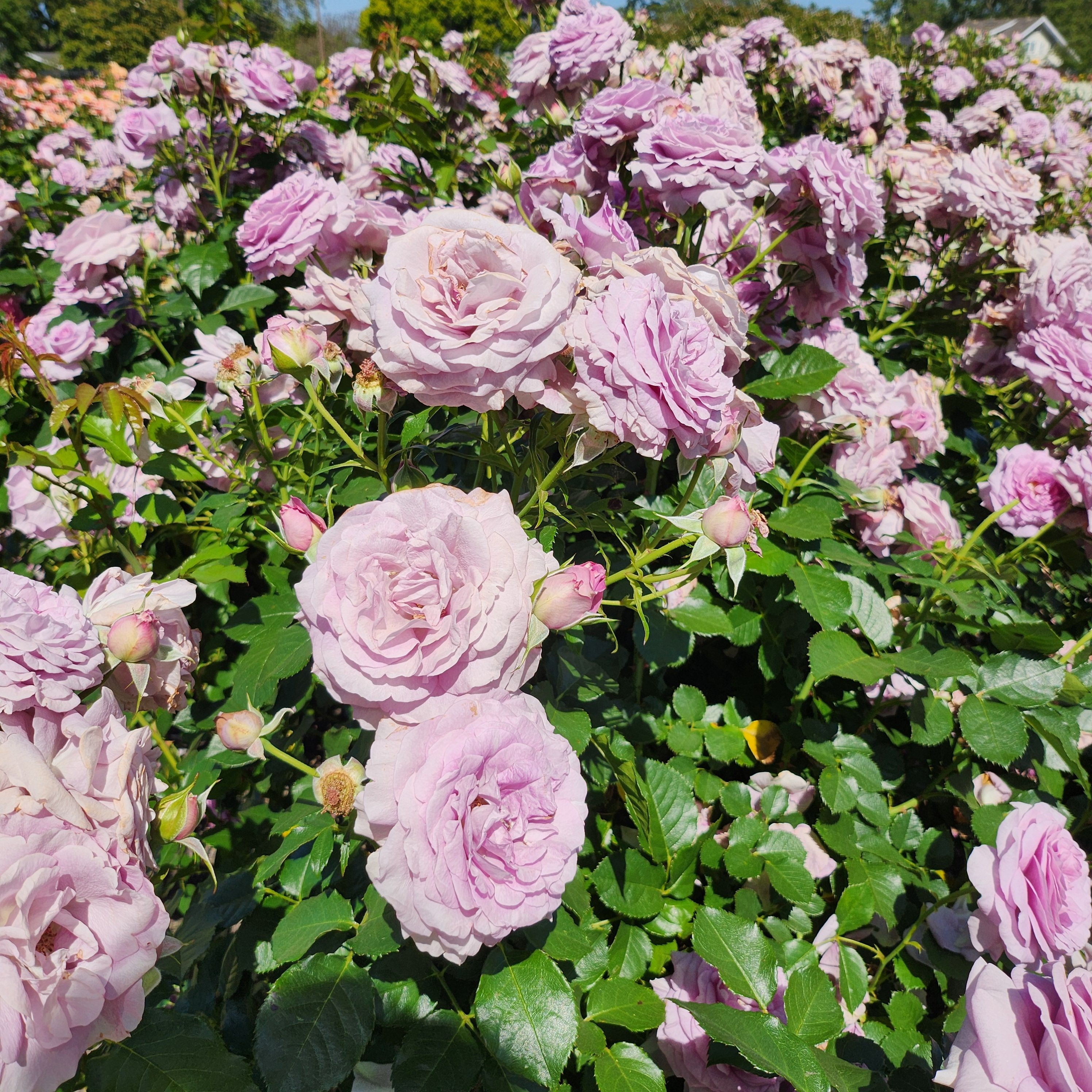 Friday roses to brighten the day – sing like wildflowers